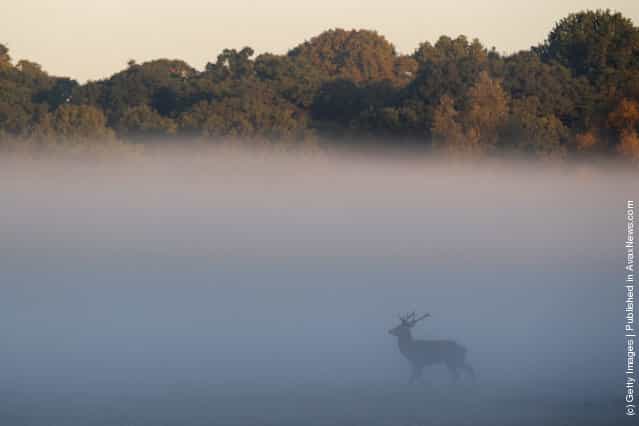 Autumn Deer Rut In Londons Richmond Park