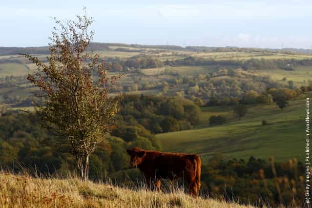 A cow grazes in the early morning sunlight on the upper slopes of Leckhampton Hill in the Cotswolds