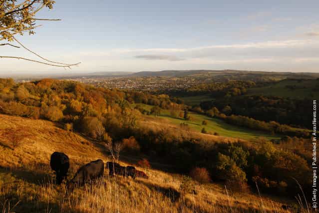 Cows graze in the early morning sunlight on the upper slopes of Leckhampton Hill in the Cotswolds on October