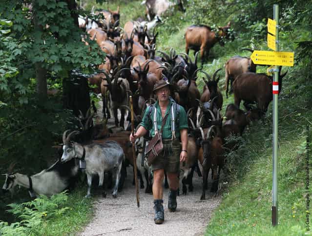 Ceremonial Goat Drive In Bavarian Mountains