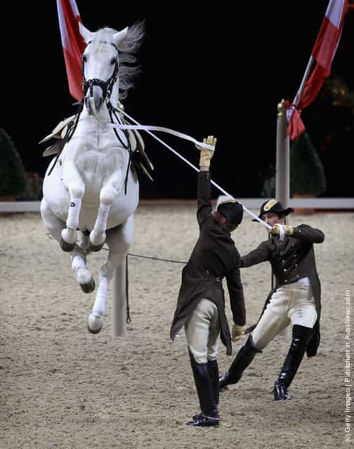Spanish Riding School Of Vienna, white lipizzaner Stallion