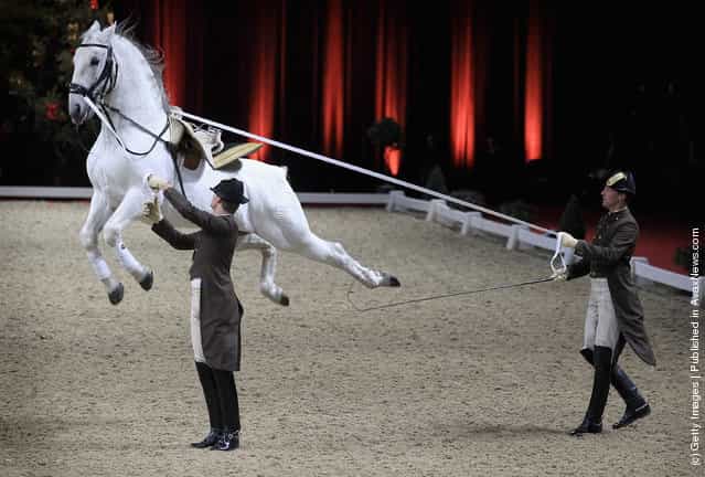 Spanish Riding School Of Vienna, white lipizzaner Stallion