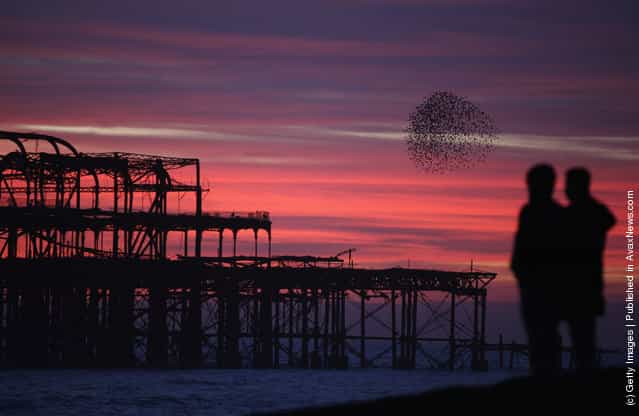 Starlings come home to roost on Brightons Old Pier as the sun sets in Brighton, England