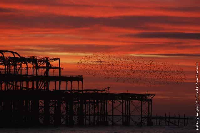 Starlings come home to roost on Brightons Old Pier as the sun sets in Brighton, England