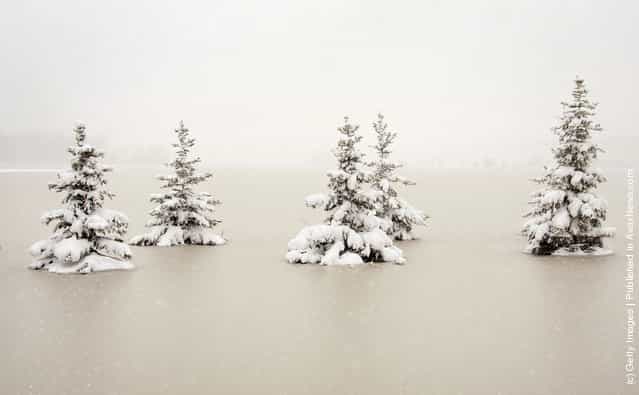 Snow-covered pine trees sit in flood water