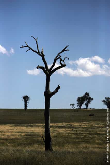 A dead tree in a paddock stands near Obley Road