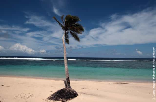 Palm trees line a clean beach