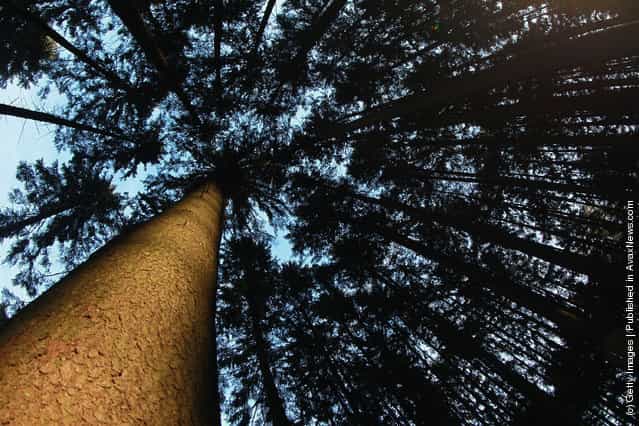 Upside view to the crown of a common spruce, seen in a forest