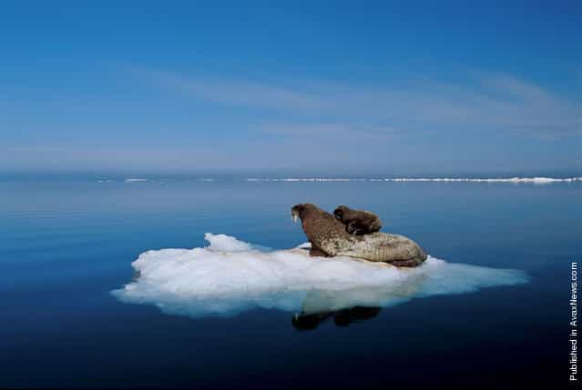 The female walrus and her calf. The photo was taken in the basin of Fox, North Bay. Arctic Ocean between the Peninsula and Melville. Baffin Plot of land, off the coast of Canada. Morzhiha got out on the ice floes, to protect your baby from the polar bears