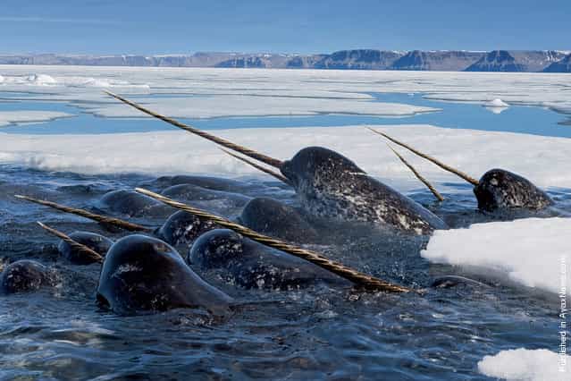 Narwhals dive deep under the ice to feed on Arctic cod, then return to the surface to breathe and raise their tusks high in the air