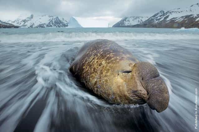Southern elephant seal on the shores of Fortuna Bay, island of South Georgia