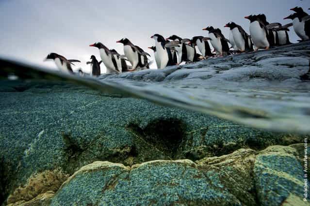 Penguins. Port Lockroy, The Antarctic Peninsula