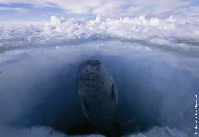 Seal looks out of the hole, which have polar bears, preying on seals