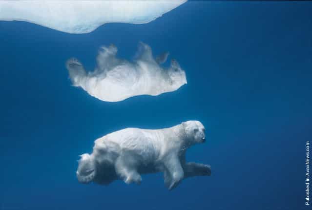 Polar Bear, Svalbard