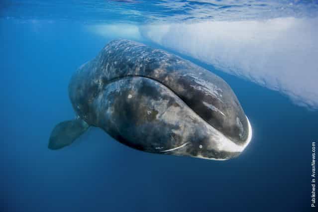 Bowhead whale rises to the surface of the sea