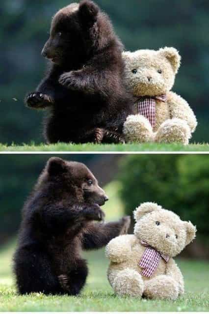Bear cub with his teddy bear friend