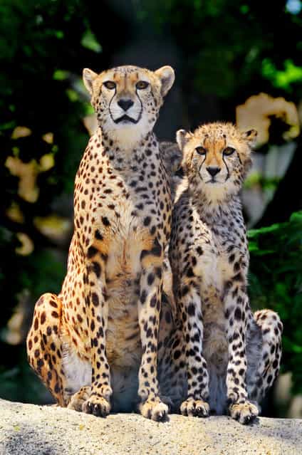 Mother cheetah and her young