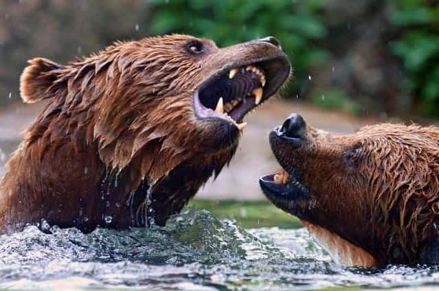 brown bears playing