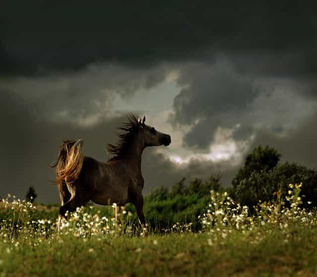 Horses by Wojtek Kwiatkowski