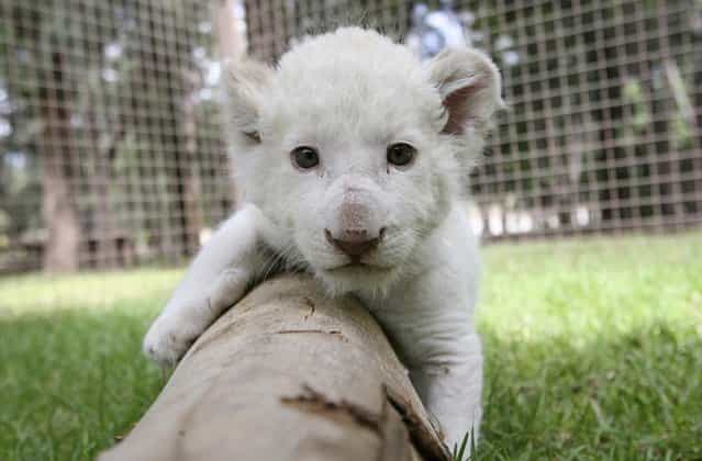 Rare White Lion Cub Debut