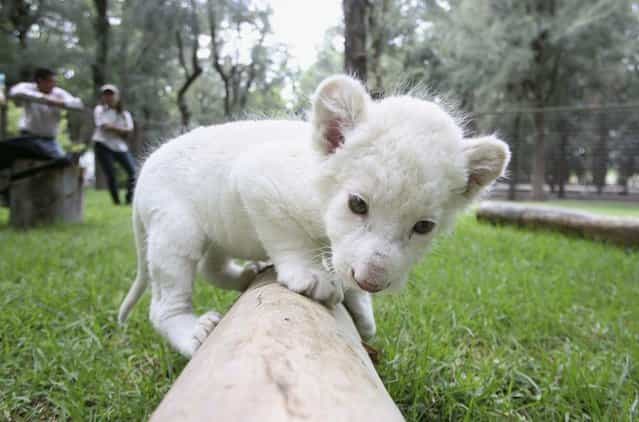 Rare White Lion Cub Debut