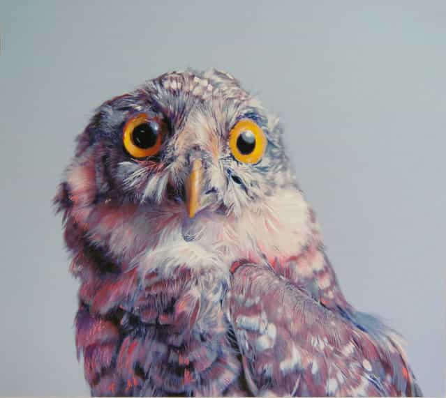 Colored Owl Drawings by John Pusateri