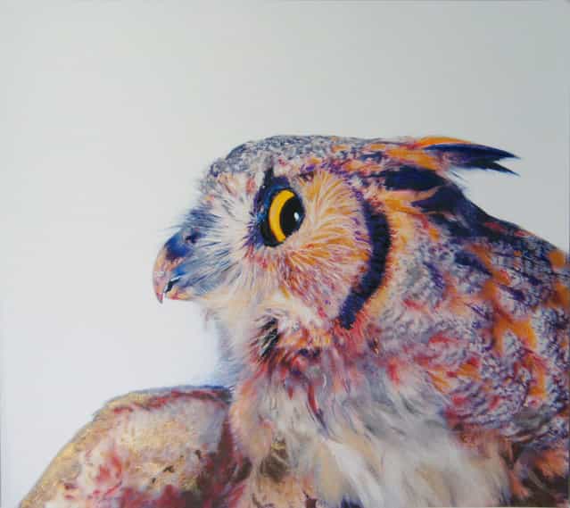 Colored Owl Drawings by John Pusateri