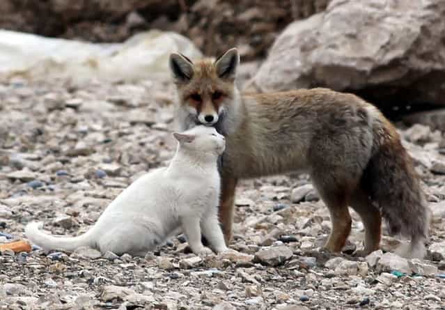 Сat and Fox: Unlikely Friendship