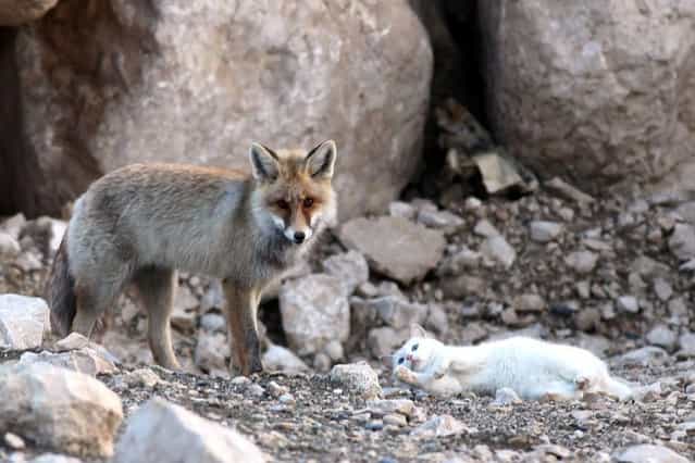 Сat and Fox: Unlikely Friendship
