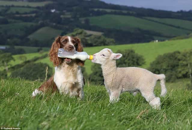 Spaniel Plays Mum For Lambs
