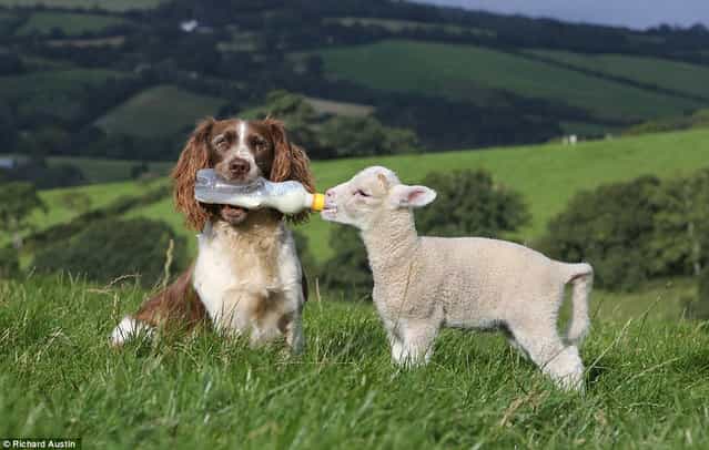 Spaniel Plays Mum For Lambs