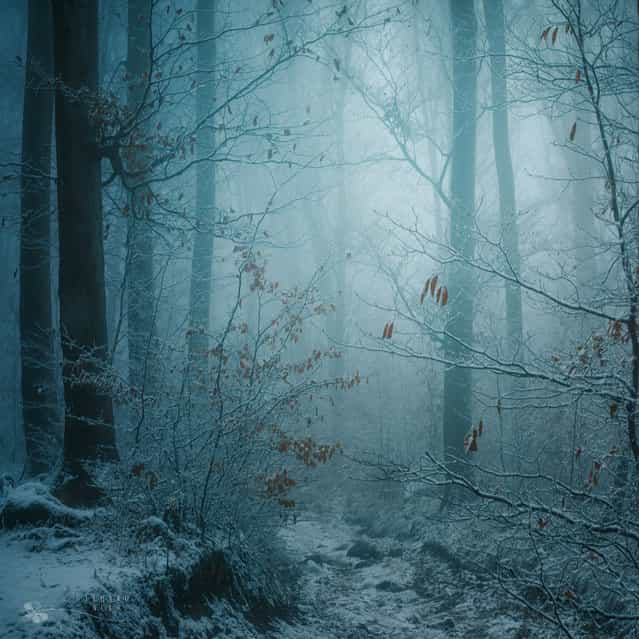 Winter Dream. (Ildiko Neer)