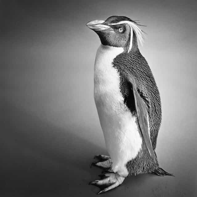 Animal Photographers By Alexander Von Reiswitz