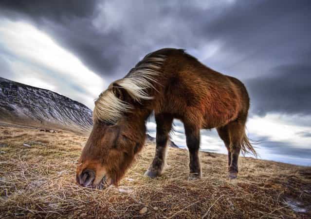 [An Icelandic Horse in the Wild]. (Trey Ratcliff)