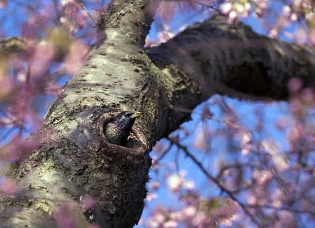 A nesting bird peeks out of the budding Japanese Yoshino cherry tree along the Tidal Basin in Washington, Sunday, April 7, 2013. Despite repeated predictions peak blossom time for the historic cherry trees is not yet here, but almost, almost. (Photo by Carolyn Kaster/AP Photo)