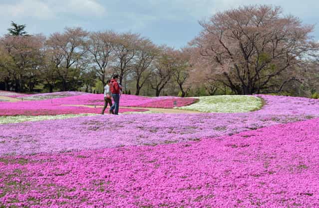 Visitors enjoy walking through moss phlox at a garden in Tatebayashi, Gunma prefecture, about 80 kms north of Tokyo on April 7, 2013. Over 400,000 blossoming moss phlox are expected to attract many visitors until the upcoming Japanese [Golden Week] holiday season in late April and early May. (Photo by Kazuhiro Nogi/AFP Photo)
