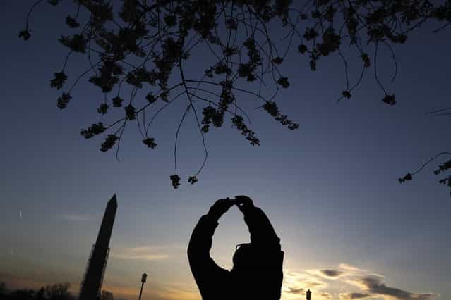 A man photographs cherry blossoms along the Tidal Basin in Washington, April 7, 2013. Washington's celebrated cherry trees, which have been slow to bloom in 2013 due to a colder-than-normal springtime, originated as a gift of friendship from the people of Japan in 1912. (Photo by Jonathan Ernst/Reuters)