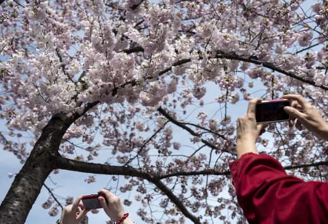 Tourists photograph cherry blossoms along the Tidal Basin on April 7, 2013 in Washington. Tourists visited the National Mall along the Tidal Basin to view blooming cherry trees, some of which were a gift from Japan in 1912, as the weather warms and spring arrives. (Photo by Brendan Smialowski/AFP Photo)