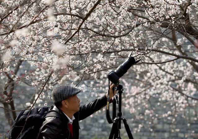 A Chinese man takes pictures of blooming plum blossoms at a public park in Beijing Sunday, April 7, 2013. (Photo by Andy Wong/AP Photo)