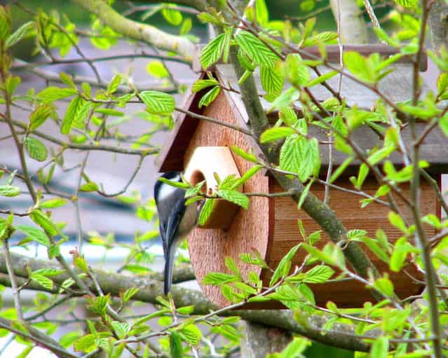 Unusual Birdhouses Part 1