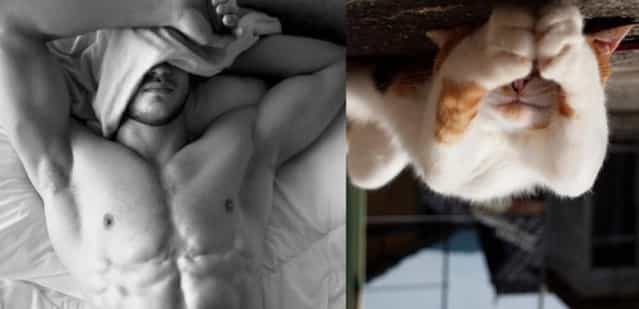 Hot Guys and Cats Striking