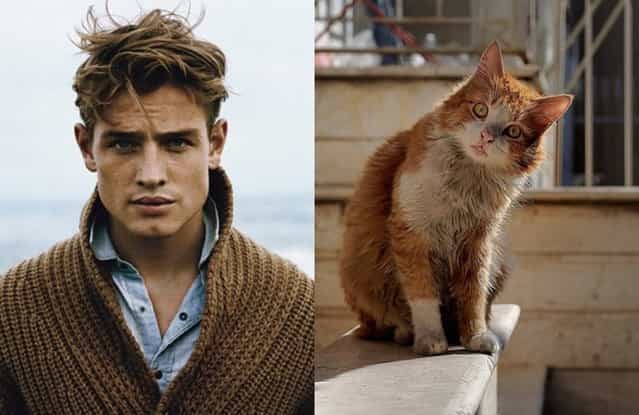 Hot Guys and Cats Striking