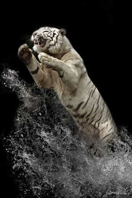 A White Bengal Tiger By Birte Person
