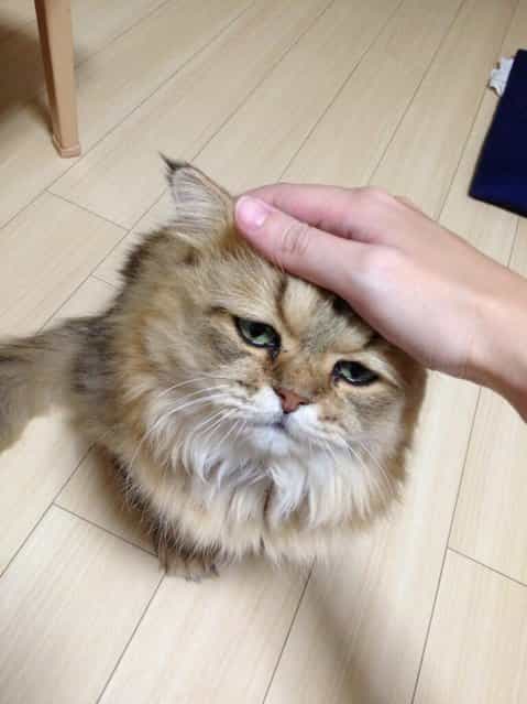 Disappointed Cat aka Foo-Chan