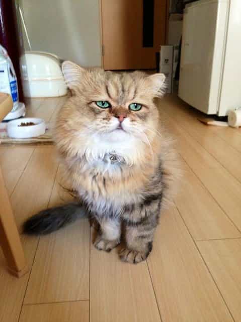 Disappointed Cat aka Foo-Chan