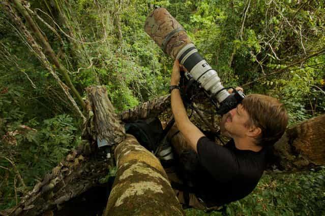 Tim Laman - Wildlife Photojournalist