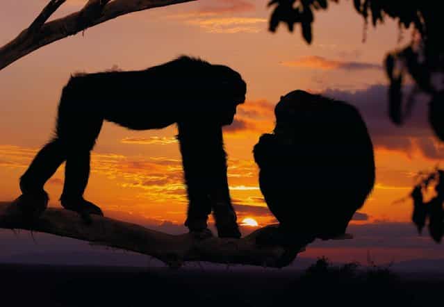 [Wild Africa]. (Photo by Alex Bernasconi)