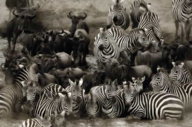 Confusion reigns as herds of zebra contemplate crossing the Mara River in Kenya. (Photo by Alex Bernasconi)