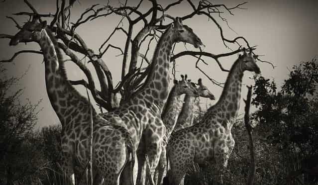 [Wild Africa]. (Photo by Alex Bernasconi)
