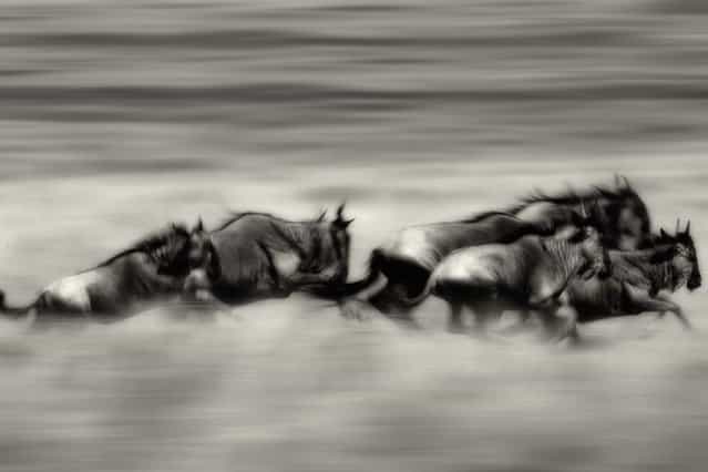 A herd of wildebeest on the run as they migrate across the plains of the Masai Mara in Kenya. (Photo by Alex Bernasconi)